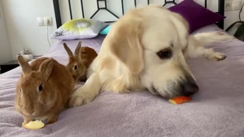 Can Golden Retriever eat in the company of rabbits - Cute Pets Video