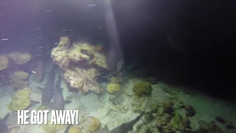 Fish surrounded by sharks makes miraculous escape