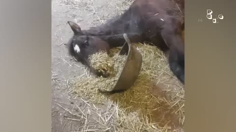 Funny Animal Videos - Part 3