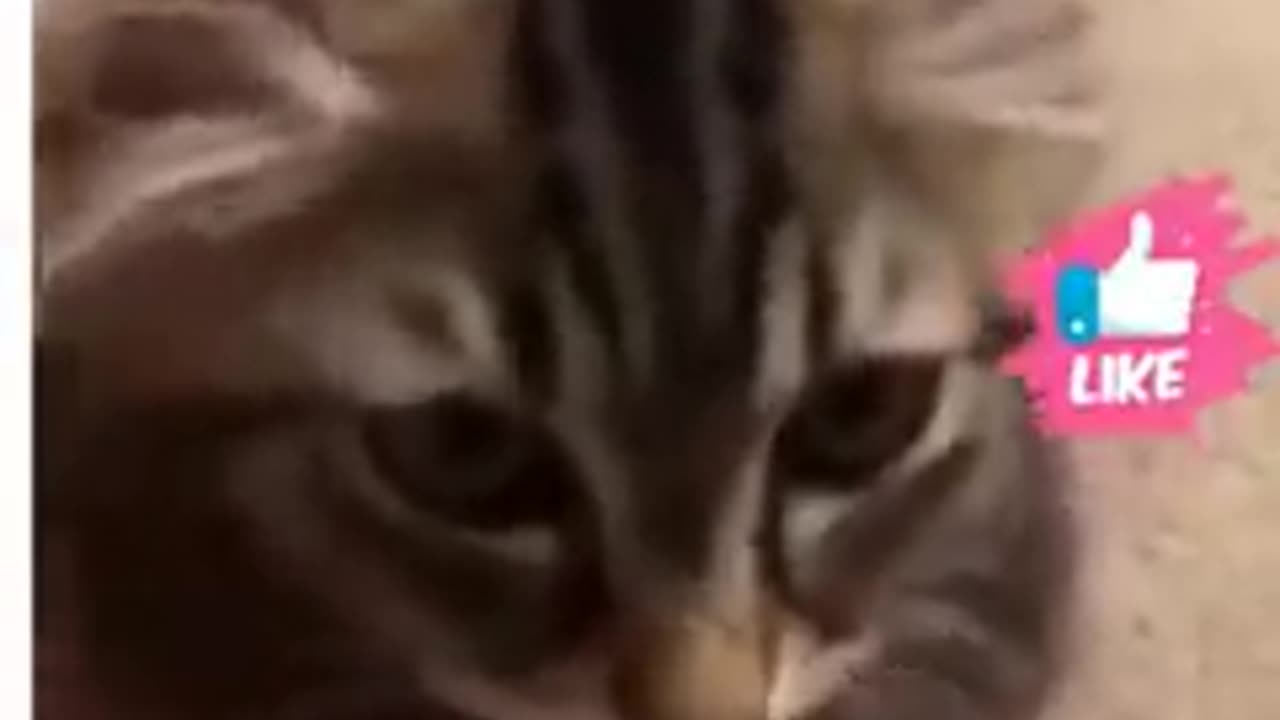 Cute and Funny Animal Video😂|| Funniest Viral Puppy Cat clips😹|| #shorts video #funny animals #cats