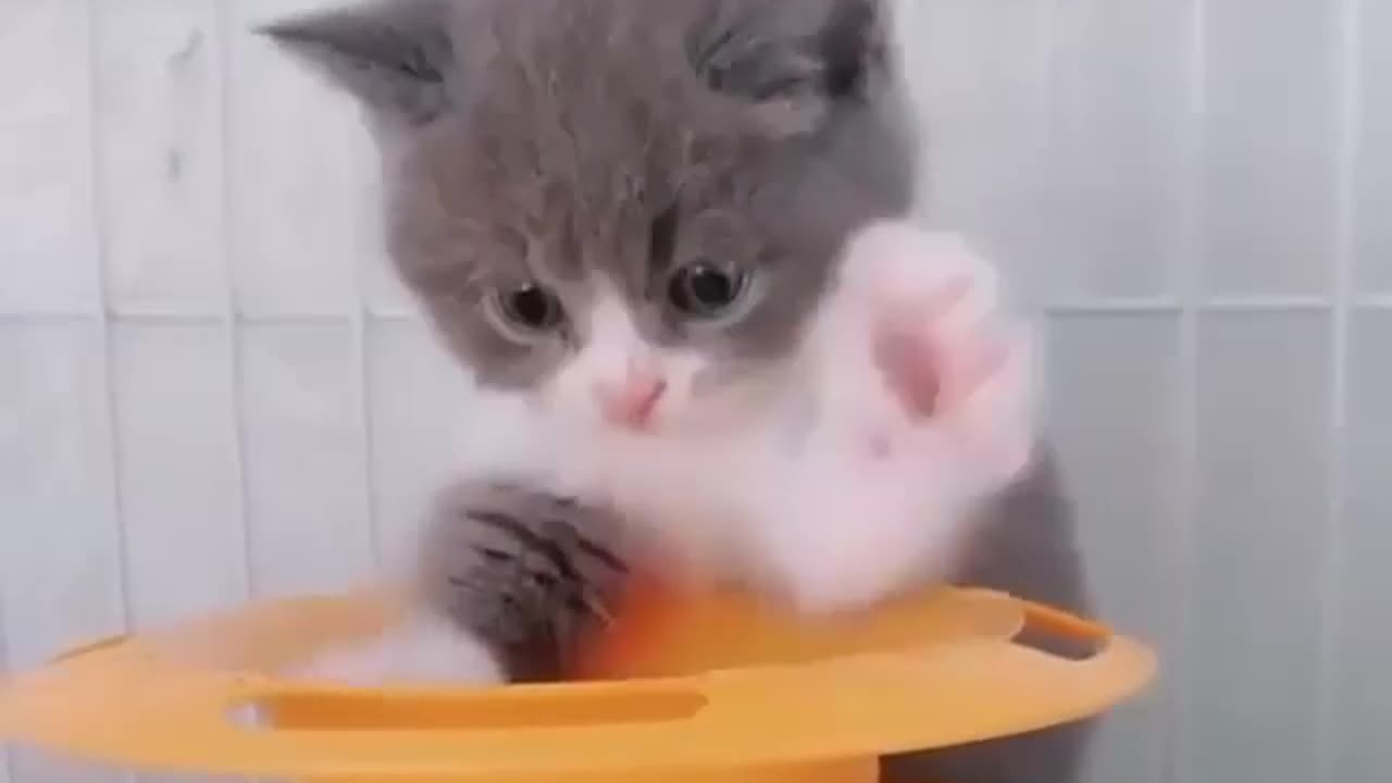 Funny video