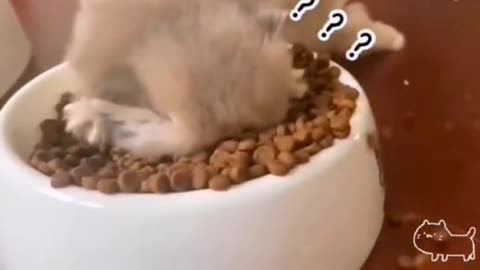 What's he looking for? There's something better under the kibble?