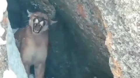Group of dogs 🐶 amazing video