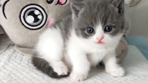 Cute cats funny