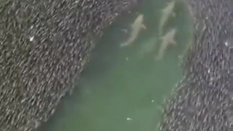 Sharks r scary