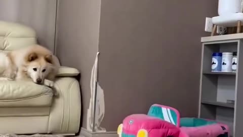 Funny cats