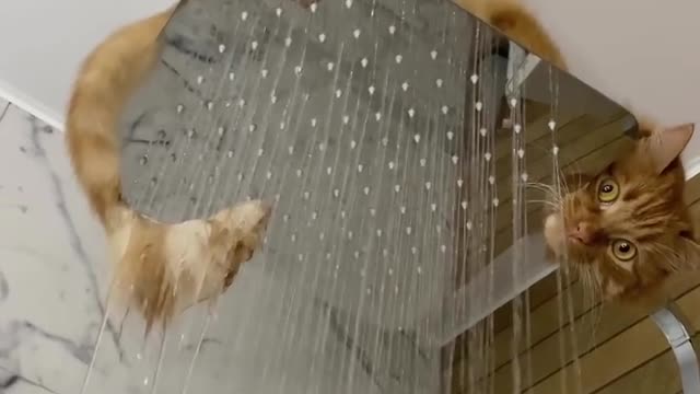 "A weird cat fetish - wetting its tail