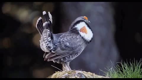 Top 10 Most Beautiful birds Animals Protect birds Wonderful birds