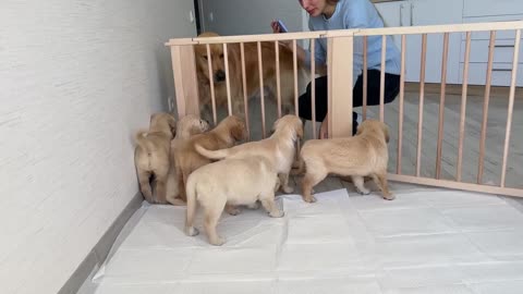 Golden Retriever Dad Meets His Puppies for the First Time