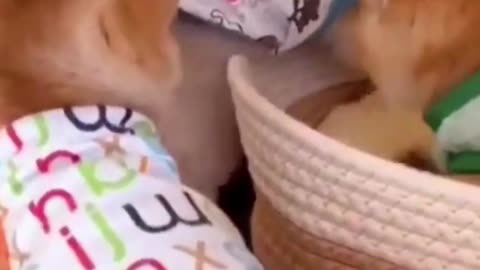 Cat Part8