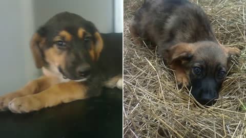 Dog Was Guarding Her Owner’s Grave, But Rescuer unearthed a Stunning Secret