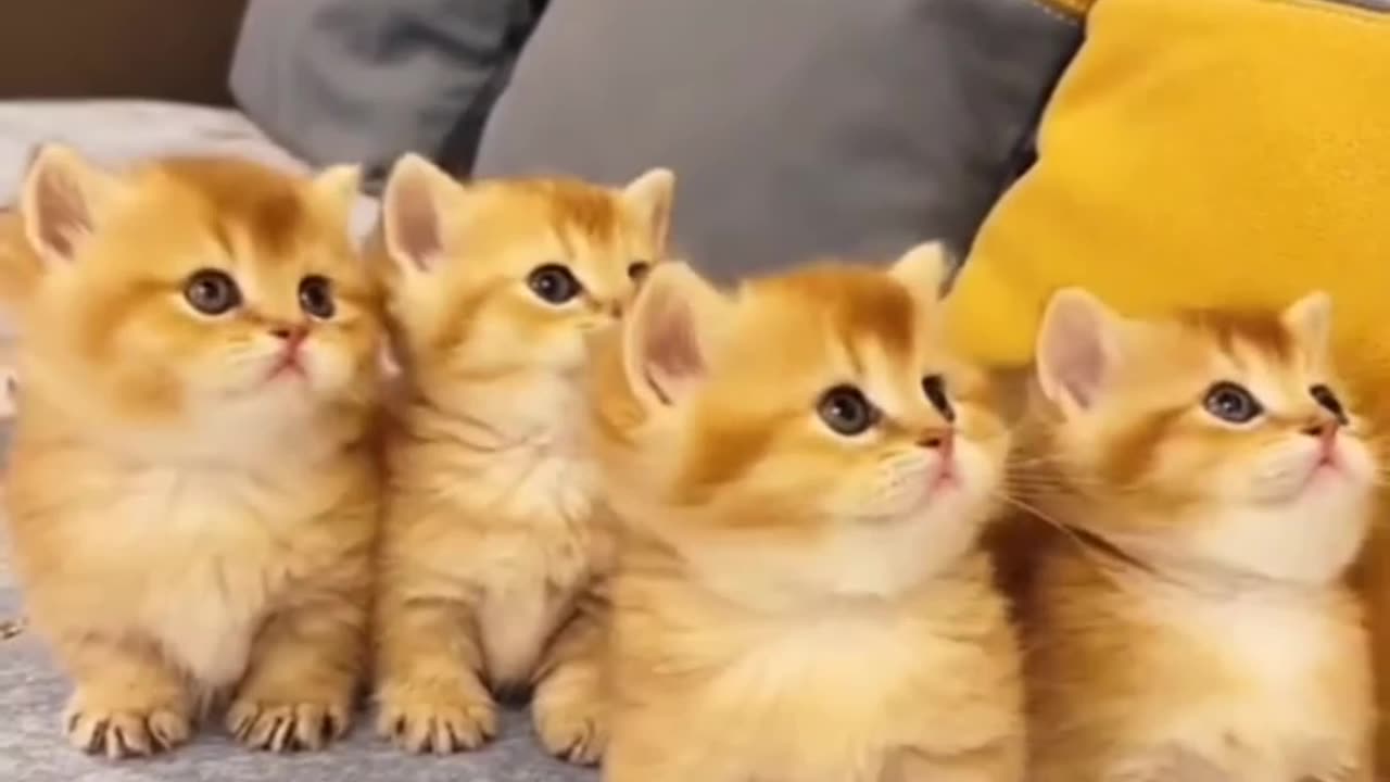 Cute and funny cats