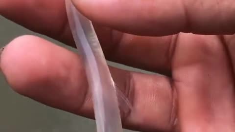 Amazing creatures