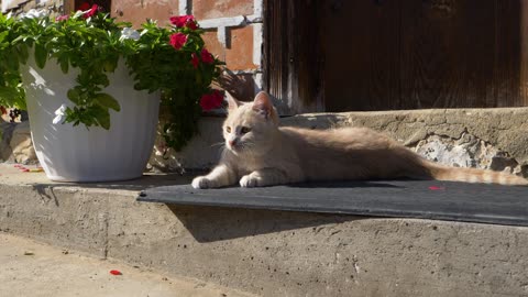 Close Up Shot of a Kitten Lying on the Floor Outside