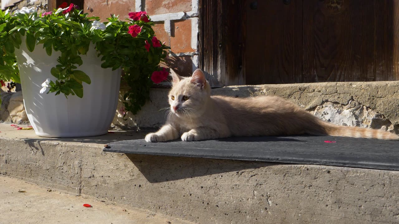 Close Up Shot of a Kitten Lying on the Floor Outside