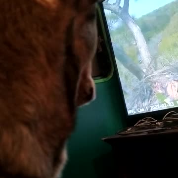 Dogs see and hear #baldeagle