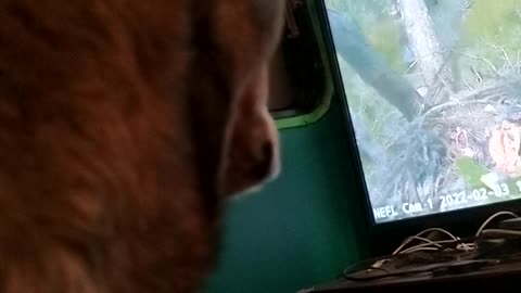 Dogs see and hear #baldeagle
