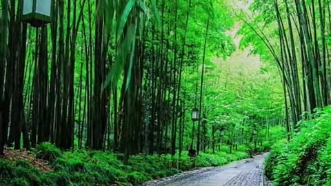 Relaxing Music 24/7, Sleep Music, Stress Relief Music, Spa, Meditation, Yoga, Zen, Sleeping Music🔴