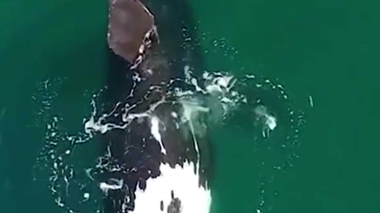 A majestic creature