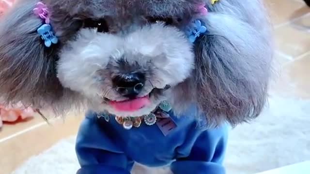 Pet routine 5254831