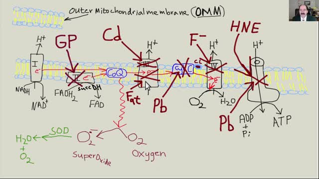 How to improve blood flow, AGING THEORIES, chapter 13