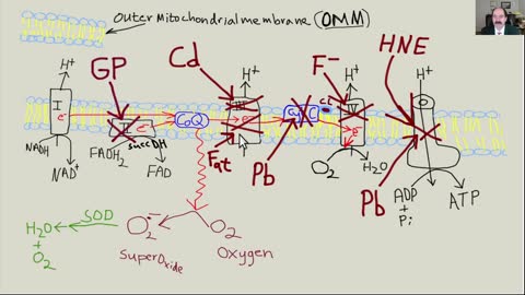 How to improve blood flow, AGING THEORIES, chapter 13