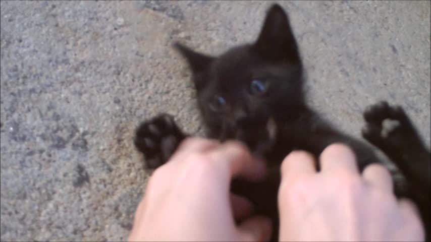 Surprised CAT