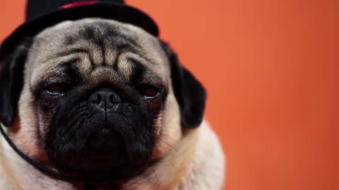 Cute Pug