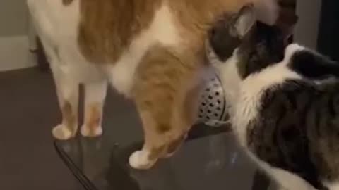 Funny Animals Cats and Dogs Videos 😺🐶