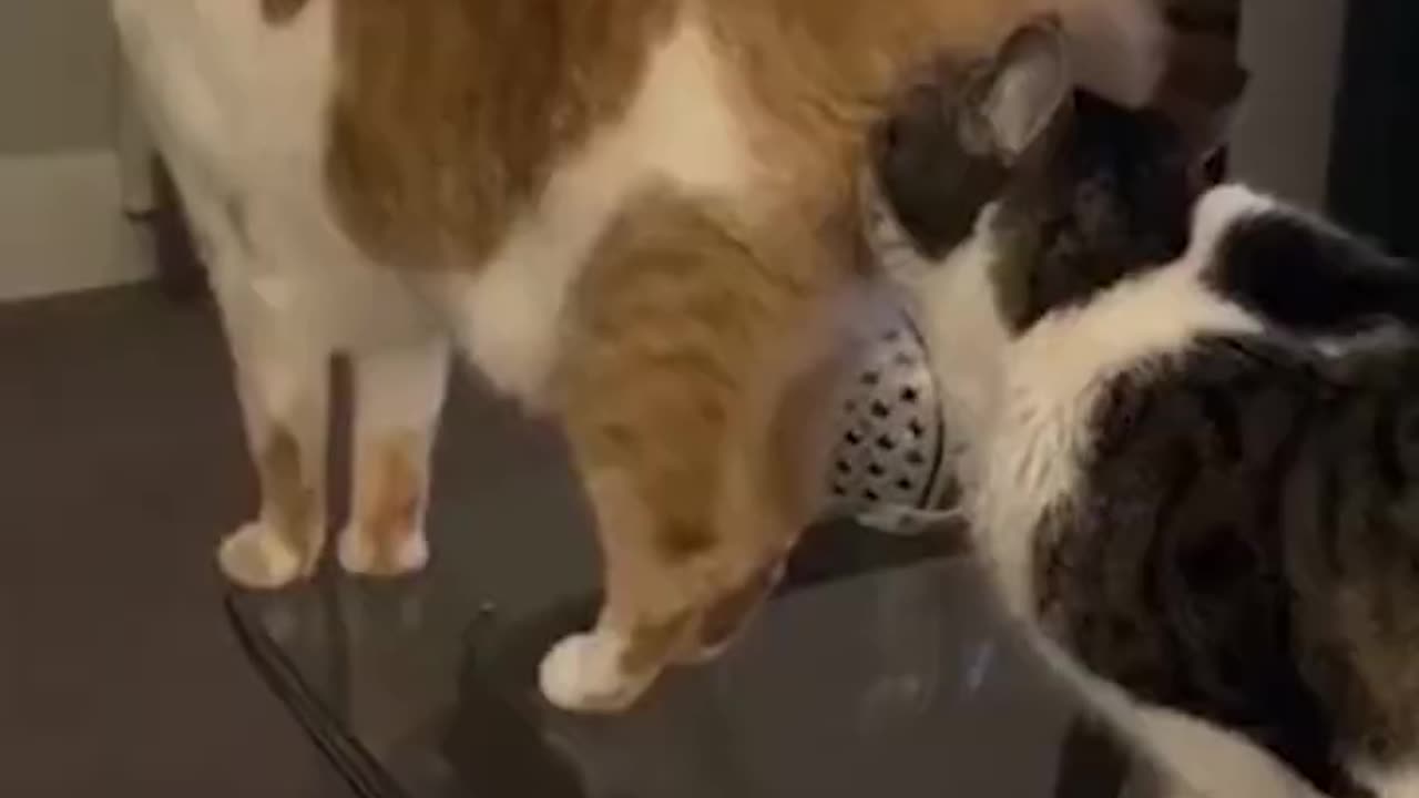 Funny Animals Cats and Dogs Videos 😺🐶