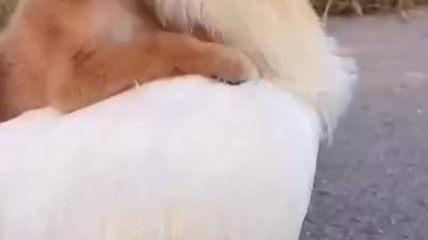 Puppy and Chicken Funny Video