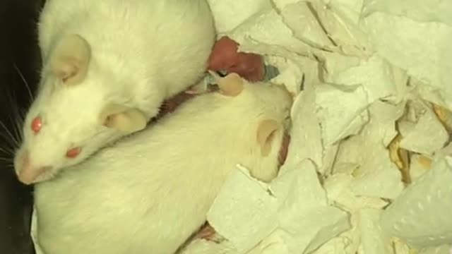 Sucks to be a feeder, but they’re cute :)