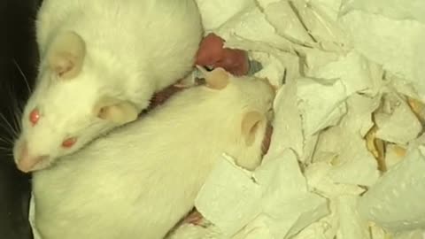 Sucks to be a feeder, but they’re cute :)