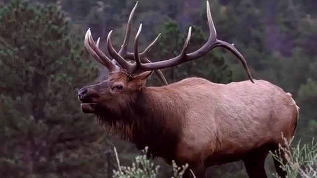 The funny call of the deer