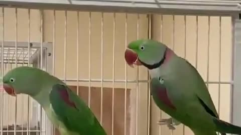 a parrot in cage