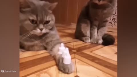 Funny animals part 1