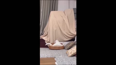 Fun with animals
