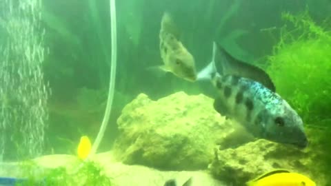 Drinking with Fishes