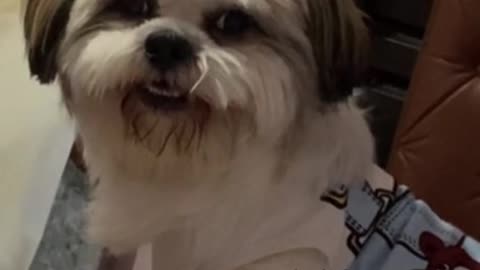 Dog smiling (follow me)