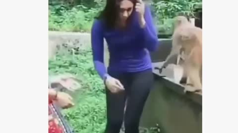 27th Funny Animal Video || Funniest Animal Videos