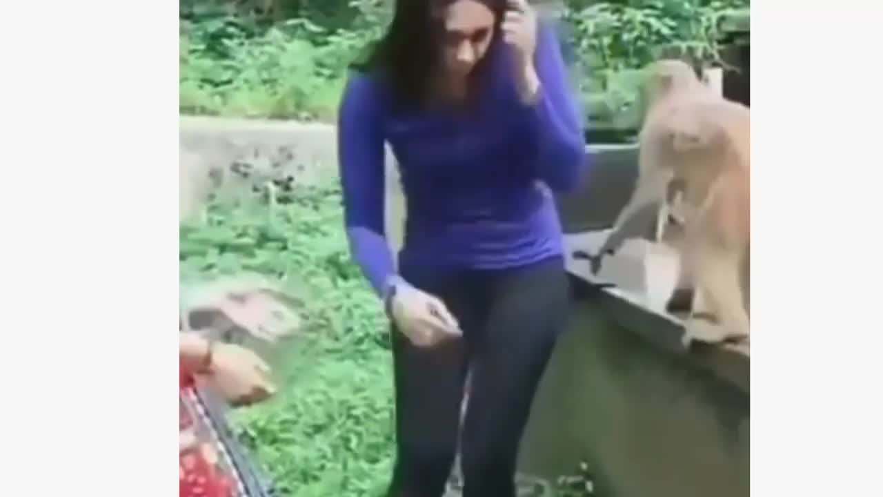 27th Funny Animal Video || Funniest Animal Videos