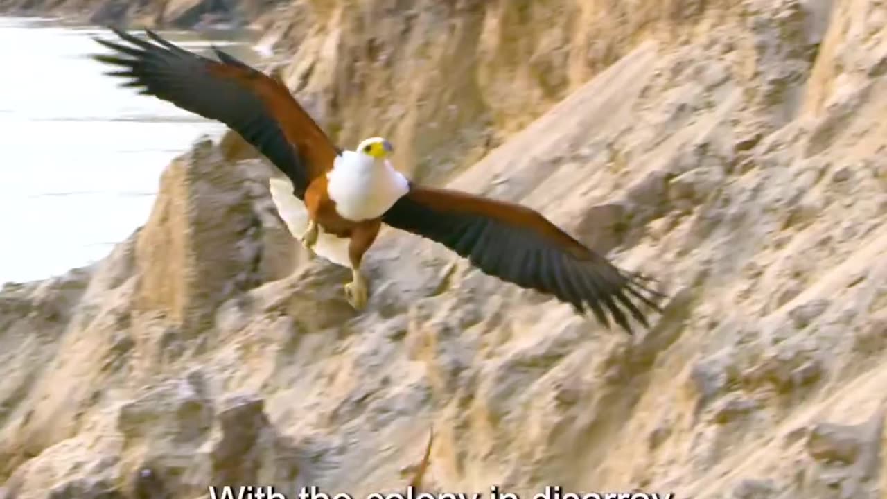 Wildlife with a natural perspective & Funs