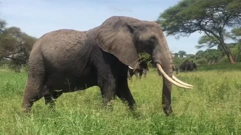 Elephant in Forest
