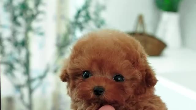 Puppy clip