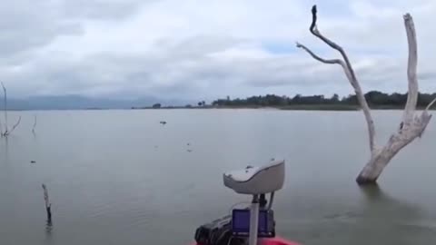 Angler's Nightmare - Man Battles Hornet Swarm While Fishing!