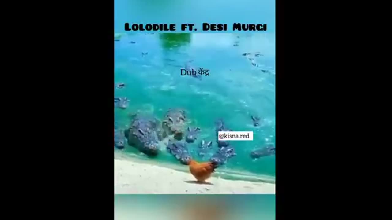 Funny animals video