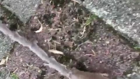 Rodent Family on the move😍👍
