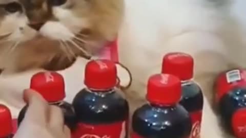 Funny Animals