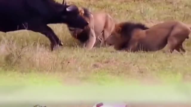 Animals of South America 4K Scenic Wildlife Film With Calming Music