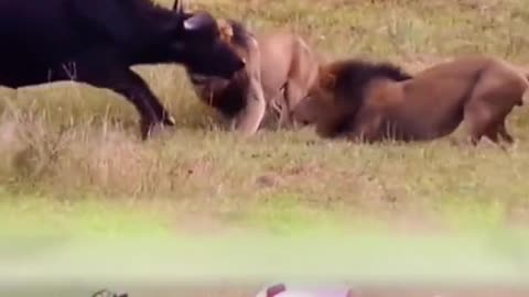 Animals of South America 4K Scenic Wildlife Film With Calming Music